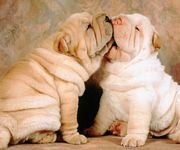 pic for Shar Pei Puppies 960x800